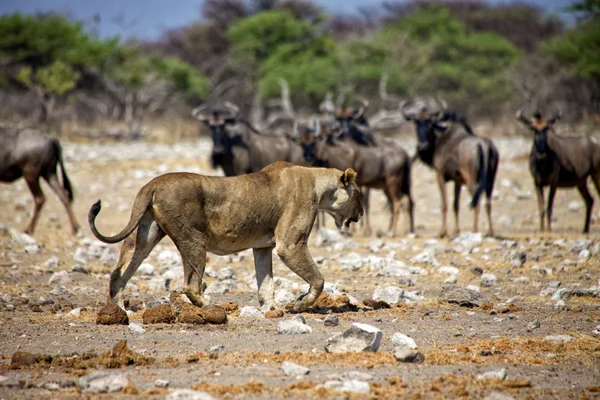 एटोशा राष्ट्रीय उद्यान नामीबिया अफ्रीका में वाइल्डबीस्ट के सामने एक शेरनी — स्टॉक फ़ोटो, इमेज