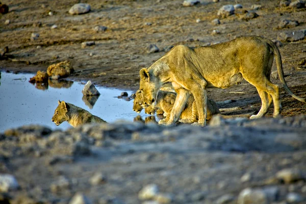 Lwica i jej szczeniaki wody pitnej w etosha national park — Zdjęcie stockowe