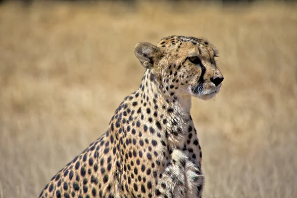 Un guepardo agradable en la hierba en el parque nacional etosha namibia — Foto de Stock