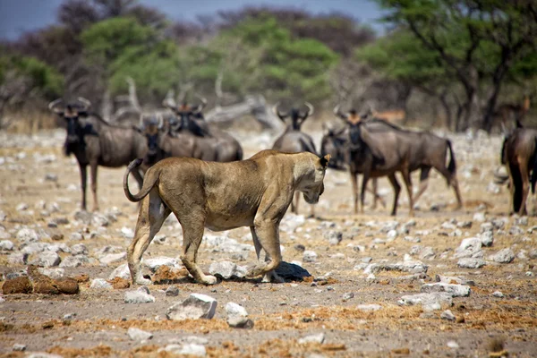 En lejoninna framför gnuer på etosha national park namibia — Stockfoto
