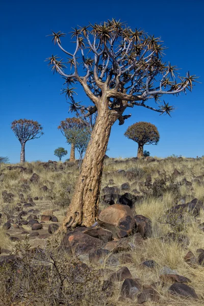 क्विवर वृक्ष जंगलात एक कव्हर वृक्ष नामिबिया — स्टॉक फोटो, इमेज