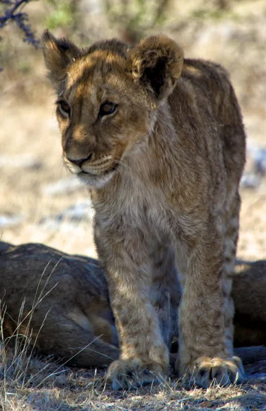 Małe lwiątko w park narodowy etosha namibia Afryka — Zdjęcie stockowe