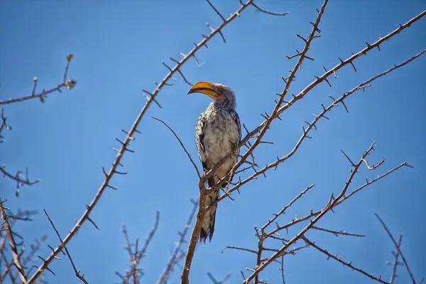 A red-billed hornbill in a tree at etosha national park namibia — 图库照片