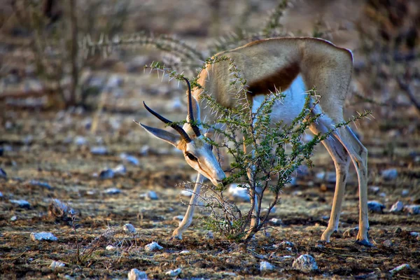 Un springbok mangeant un arbre au parc national d'Etosha Namibie — Photo