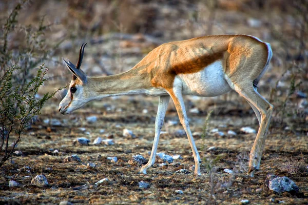 在埃托沙国家公园纳米比亚 sprinbok — 图库照片