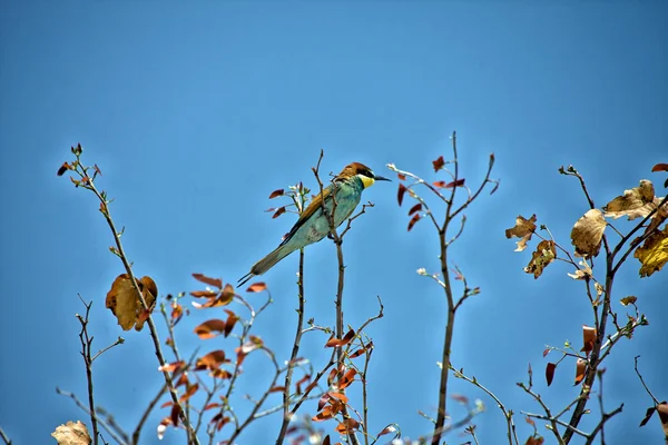 在埃托沙国家公园的燕蜂鸟 — 图库照片