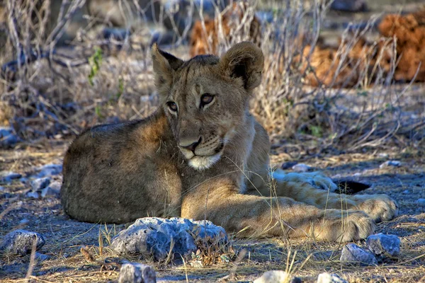 En mycket ung lejon unge på etosha national park namibia africa — Stockfoto