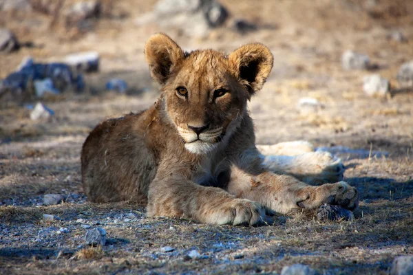 Een zeer jonge leeuw cub op etosha national park Namibië — Stockfoto