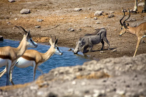 Un facocero acqua potabile nel parco nazionale etosha namibia africa — Foto Stock