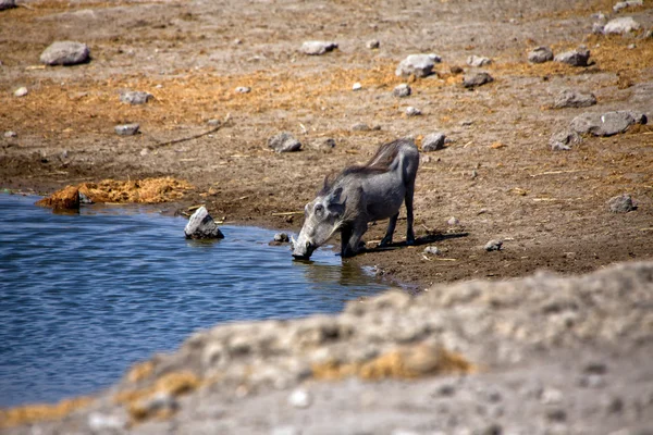 Un jabalí agua potable en etosha parque nacional namibia —  Fotos de Stock
