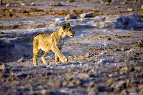 Een jonge leeuw in etosha national park Namibië — Stockfoto