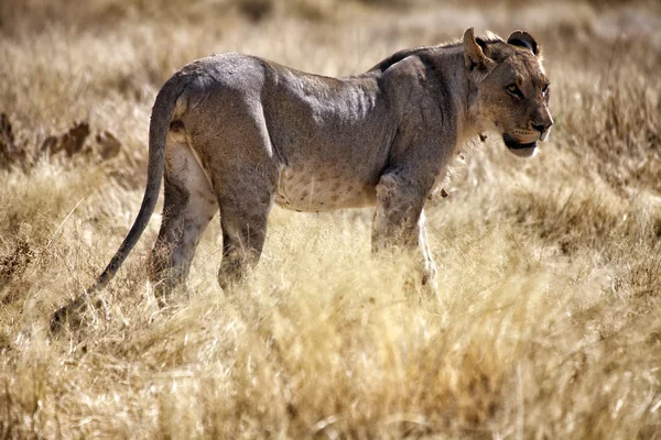 Αφρικανικό λιοντάρι στο εθνικό πάρκο Ετόσα στην Ναμίμπια — Φωτογραφία Αρχείου