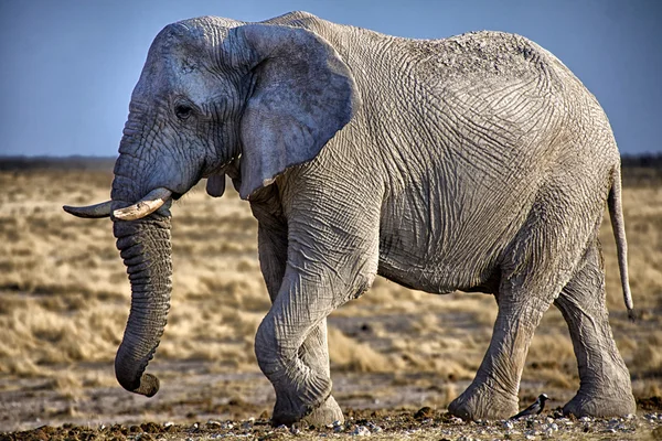 Słoń w park narodowy etosha namibia Afryka — Zdjęcie stockowe