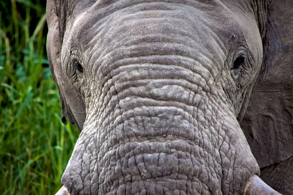 Een close-up van de olifant op etosha national park Namibië — Stockfoto