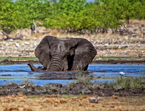 Egy elefánt, úszás, például egy víznyelő az etosha nemzeti parkban Namíbia — Stock Fotó