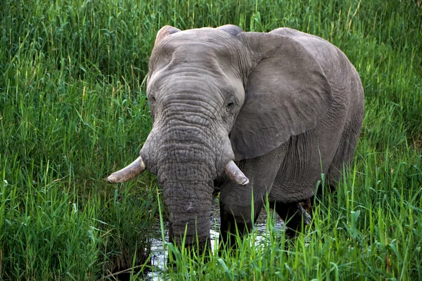 Słoń, chodzenie w wodzie w parku narodowym etosha namibia — Zdjęcie stockowe