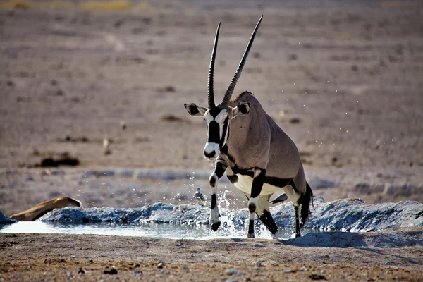 Az oryx megy ki a víz, az etosha nemzeti parkban Namíbia — Stock Fotó