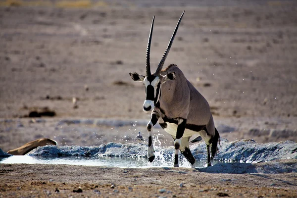 stock image An oryx going out of the water in etosha national park namibia