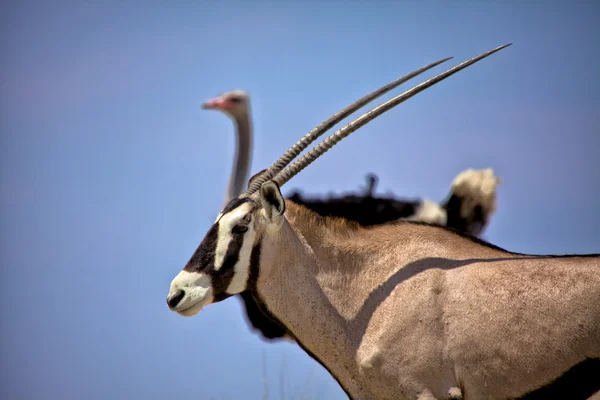 Bir antilop ve devekuşu etkin Milli Parkı Namibya — Stok fotoğraf