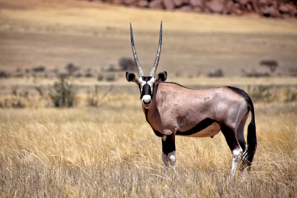Oryx v Africe Namibie namib naukluft národní park — Stock fotografie