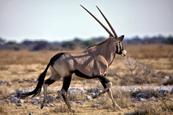 An oryx running at etosha natinal park namibia — Stock Photo, Image