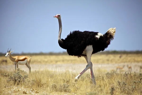Een struisvogel in etosha national park Namibië Afrika — Stockfoto