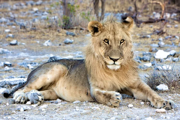 Leão lindo no parque nacional de etosha namibia áfrica — Fotografia de Stock