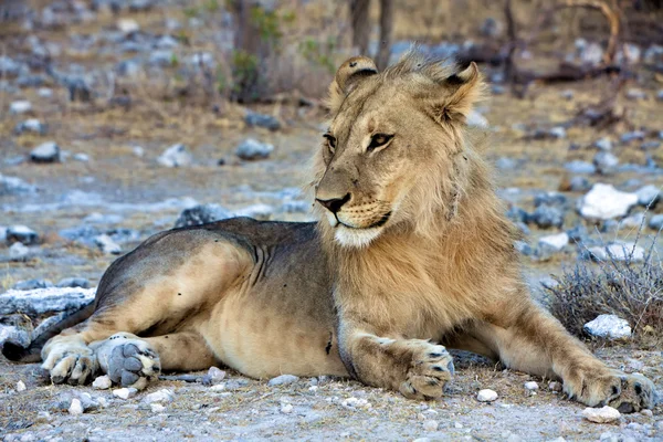 Leão lindo no parque nacional de etosha namibia — Fotografia de Stock