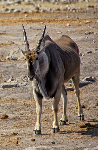 Nagy eland közelében például egy víznyelő az etosha nemzeti parkban Namíbia — Stock Fotó