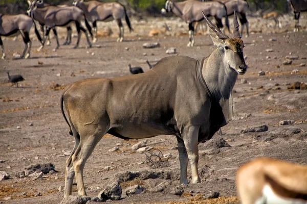 Duże eland w pobliżu waterhole w park narodowy etosha namibia Afryka — Zdjęcie stockowe