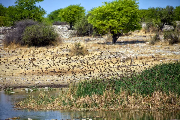 Kuşların içme suyunda bir su birikintisinin, etkin Milli Parkı Namibya — Stok fotoğraf