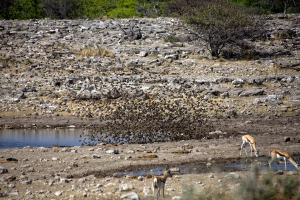 Birds drinking water in a waterhole at etosha national park — Stock Photo, Image