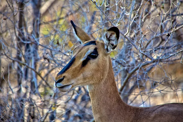 Preto-enfrentou Impala close-up no etosha parque nacional — Fotografia de Stock
