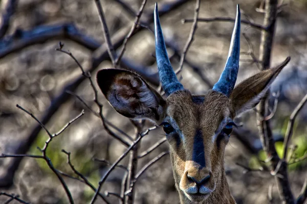 Černý-stál před impala v národním parku etosha — Stock fotografie
