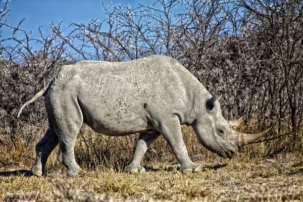 Zwarte neushoorn in etosha national park Namibië Afrika — Stockfoto