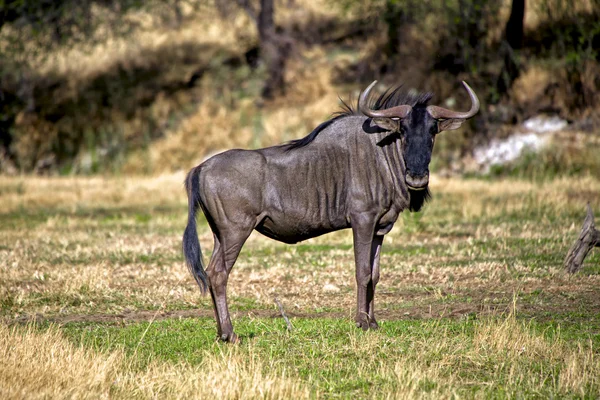 Blue wildebeest v daan viljoen hry zaparkovat Namibie — Stock fotografie