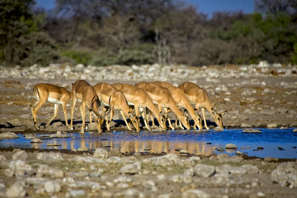 Apă potabilă impala cu fețe negre în parcul național etosha — Fotografie, imagine de stoc