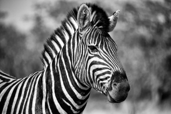 在埃托沙国家公园纳米比亚粗黑的斑马 — 图库照片