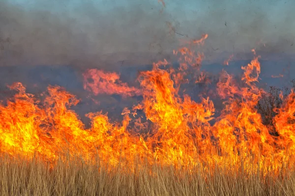 stock image Bushfire in namibia