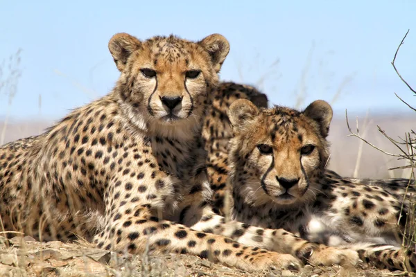 Gepard v etoasha národním parku Namibie — Stock fotografie