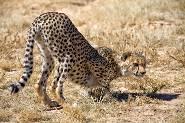 Gepard na trawie w Parku Narodowego etosha namibia Afryka — Zdjęcie stockowe