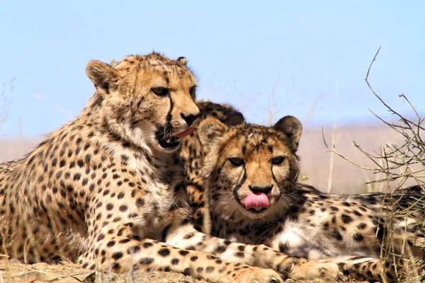 猎豹埃托沙国家公园纳米比亚非洲显示其钳 — 图库照片