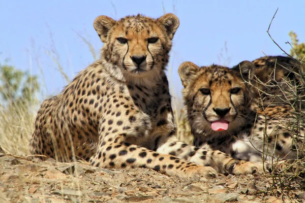 stock image Cheetahs in etosha national park namibia africa