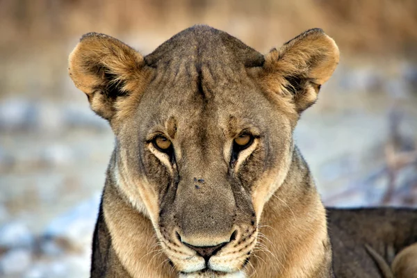 Közeli arcát egy oroszlán, etosha nemzeti park-Afrikában — Stock Fotó
