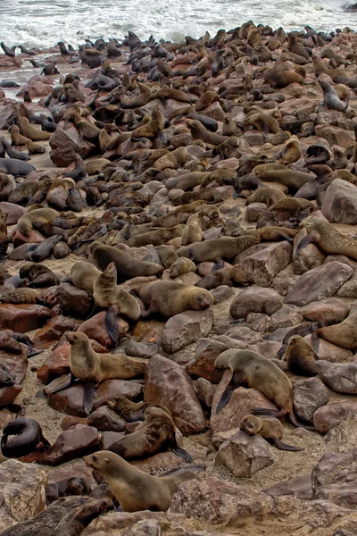 Colonia de foca en la playa en la reserva de la foca cruzada del cabo cerca del esqueleto co — Foto de Stock