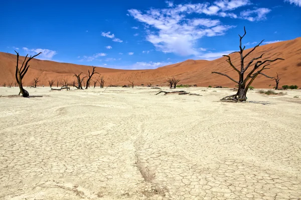 Döda träd i deadvlei namib naukluft park namibia Afrika — Stockfoto