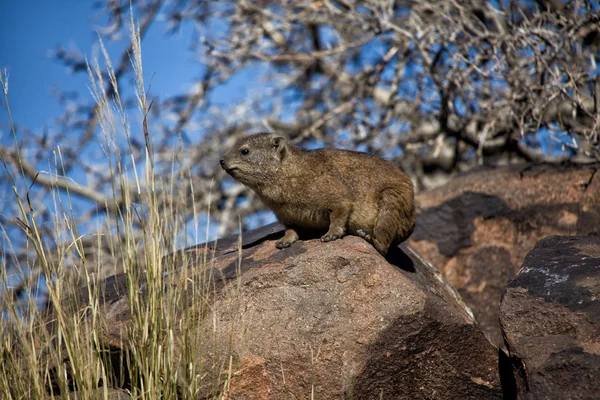 Dassie rock op quiver tree forest Namibië — Stockfoto