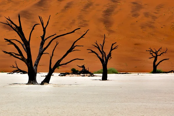 Мертвые деревья перед оранжевой дюной в deadvlei namib naukluft национального па — стоковое фото