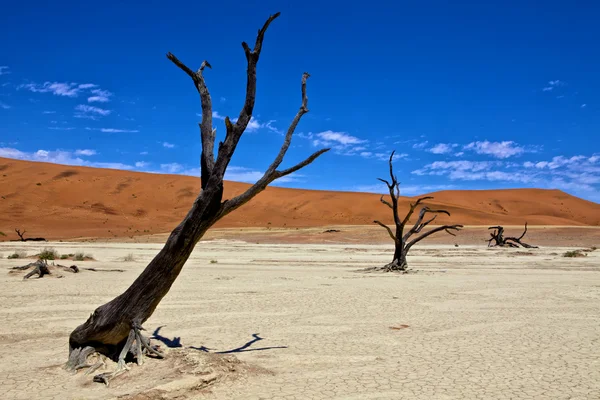Árvores mortas na frente de uma duna laranja no deserto deadvlei namib naukluft — Fotografia de Stock