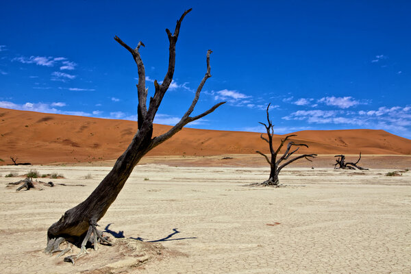 Dead trees in front of a orange dune in deadvlei namib naukluft desert